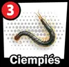 Ciempies