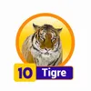 Condor Gana - 10 Tigre