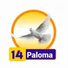 Paloma - 14 - Condor Gana