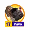 Condor Gana - 17 Pavo