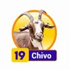 Condor Gana - 19 Chivo