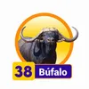 Condor Gana - 38 Bufalo