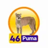 Puma - 46 - Condor Gana