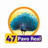 Condor Gana - 47 PavoReal