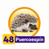 PuercoEspin - 48 - Condor Gana