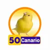 Condor Gana - 50 Canario