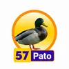Condor Gana - 57 Pato