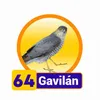 Condor Gana - 64 Gavilan
