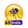 Condor Gana - 65 Araña