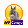 Conejo - 69 - Condor Gana