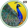 El Granjazo - 69 Pavoreal