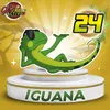 Iguana - 24 - GuacharoActivo