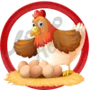 Gallina - 25 - Lotto Activo