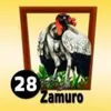Zamuro - 28 - TropiGana